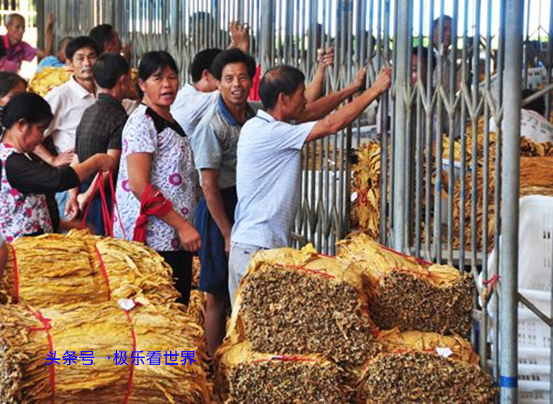 湖南哪里烤烟最多,湖南最大的烤烟基地