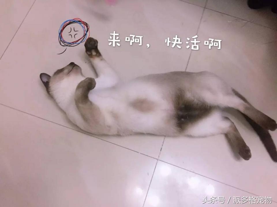 宠物肚皮上小秘密还挺多,当然手感也是一级棒!