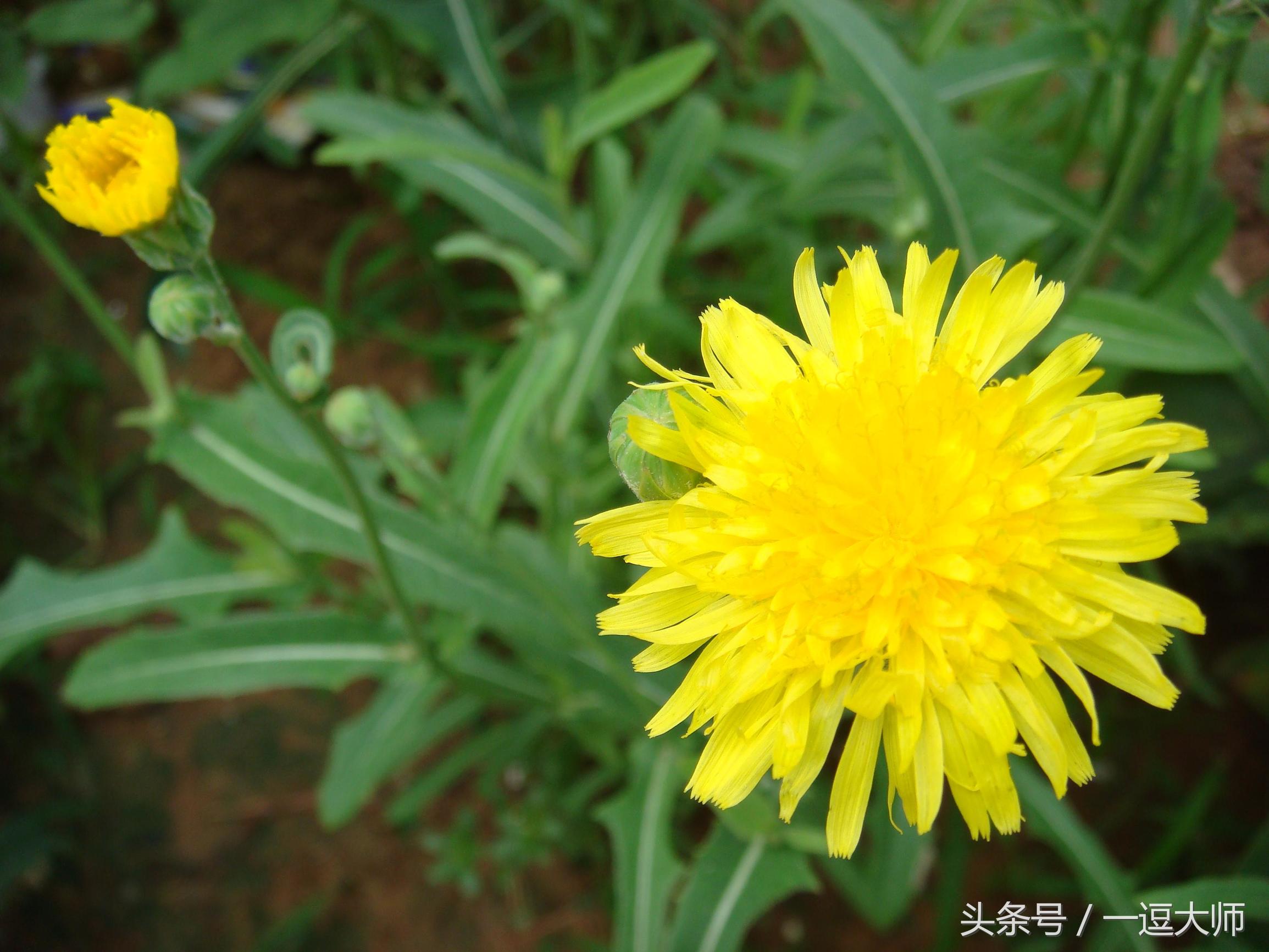 农村常见的粉红色野花,农村常见的8种野花