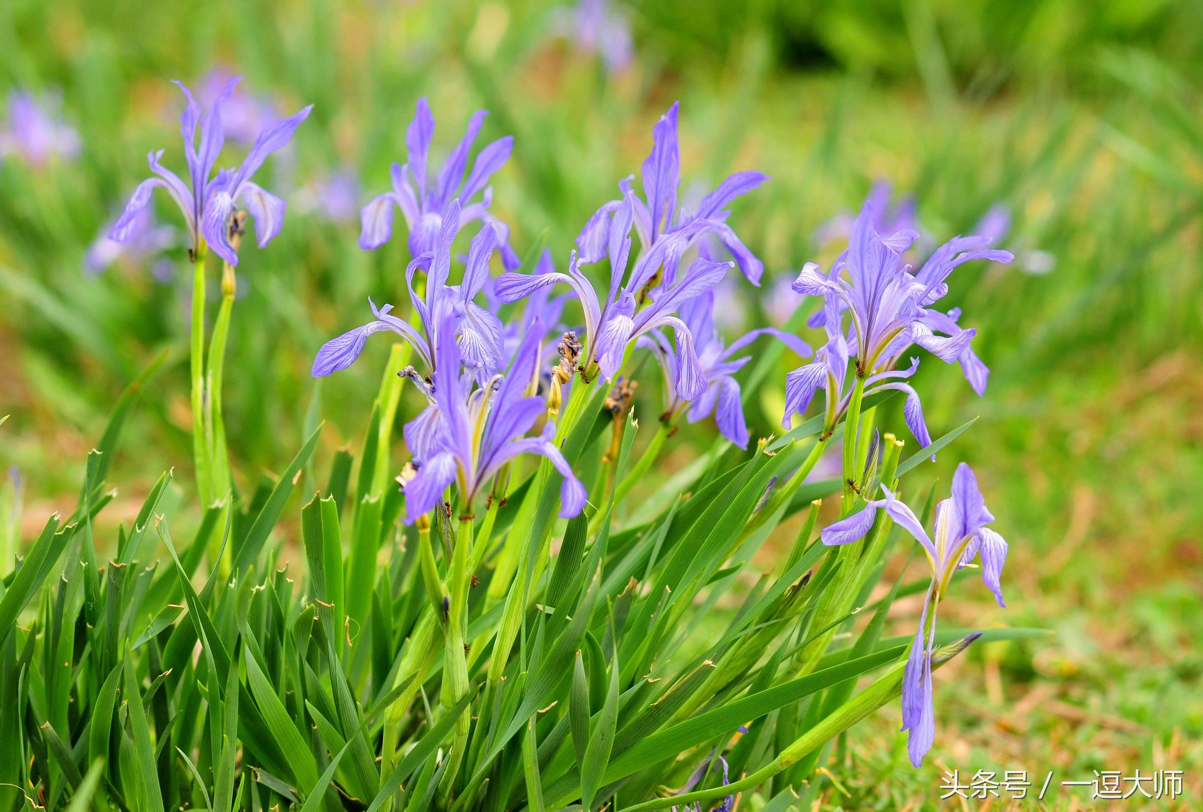 农村常见的粉红色野花,农村常见的8种野花