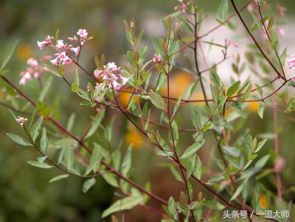 农村常见的粉红色野花,农村常见的8种野花