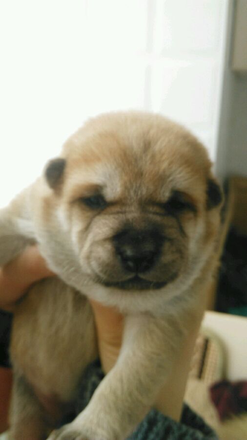 中华田园犬舌头是黑花色,一只黄色的中华田园犬