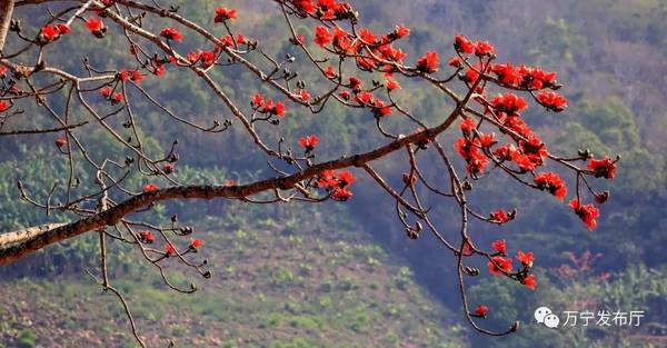 木棉花礼赞作文,木棉花之语