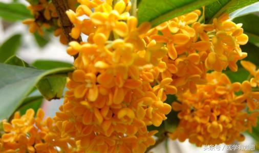 养胃护肝最好的中药花茶,喝什么花的茶能养肝护肝