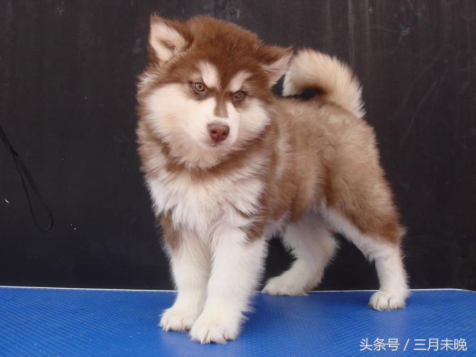 狗狗比较贵的排名,盘点那些超好看的狗狗价格还不贵