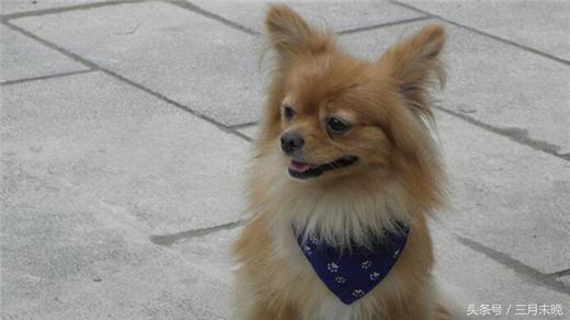 狗狗比较贵的排名,盘点那些超好看的狗狗价格还不贵