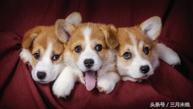 狗狗比较贵的排名,盘点那些超好看的狗狗价格还不贵