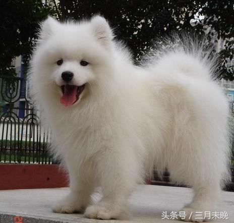 狗狗比较贵的排名,盘点那些超好看的狗狗价格还不贵