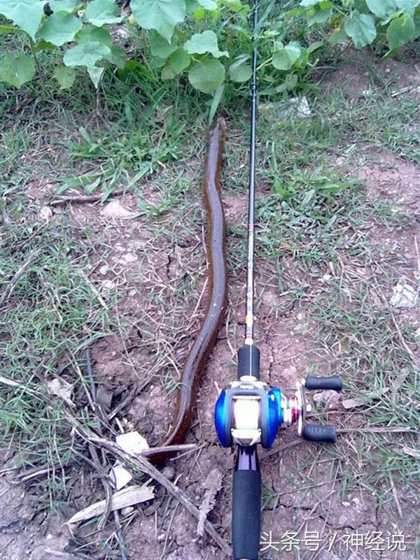 黄鳝有毒到底有多严重,黄鳝可怕吗