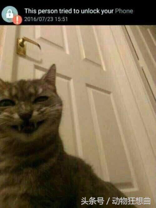 猫咪被割了蛋需要怎么护理,猫咪割了蛋还会打架吗