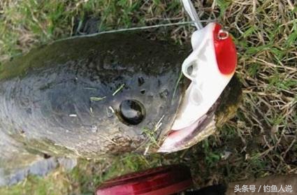 路亚钓鱼诱鱼技巧,路亚垂钓诱鱼技巧