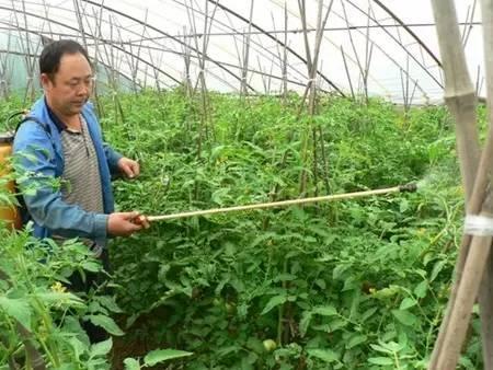 叶面肥的10大优点,什么是真正的叶面肥