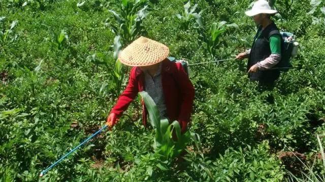 叶面肥的10大优点,什么是真正的叶面肥