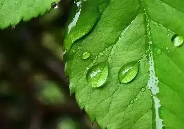 叶面肥的10大优点,什么是真正的叶面肥