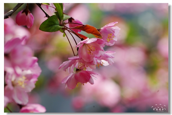 西安牡丹苑花还开着没,西安垂丝海棠哪里有卖