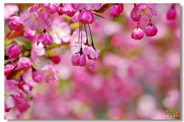 西安牡丹苑花还开着没,西安垂丝海棠哪里有卖