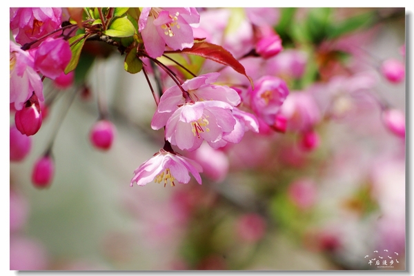 西安牡丹苑花还开着没,西安垂丝海棠哪里有卖