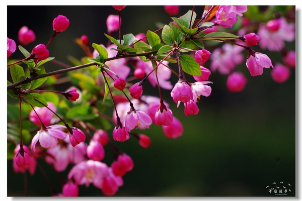 西安牡丹苑花还开着没,西安垂丝海棠哪里有卖