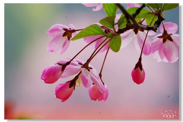 西安牡丹苑花还开着没,西安垂丝海棠哪里有卖