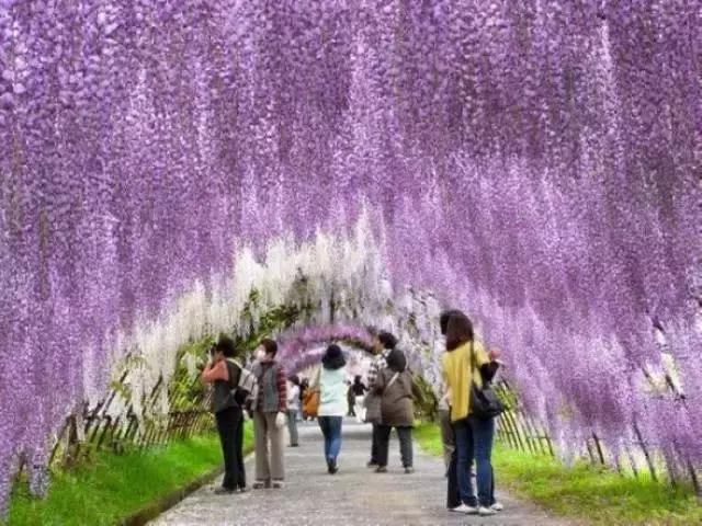 日本樱花之旅,来一场日本樱花之旅