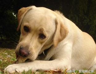 训练狗狗不乱吃地上东西视频,狗狗乱吃东西怎么教育它