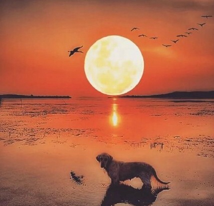 三毛极美的九句话道尽人生,三毛的话惊艳了时光温暖了岁月