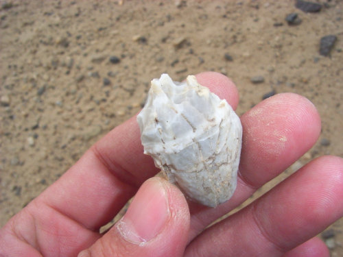 和田玉切割石头,和田玉籽料游记