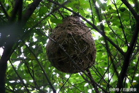 机器灵砍菜刀张卫,机器灵砍菜刀曲谱