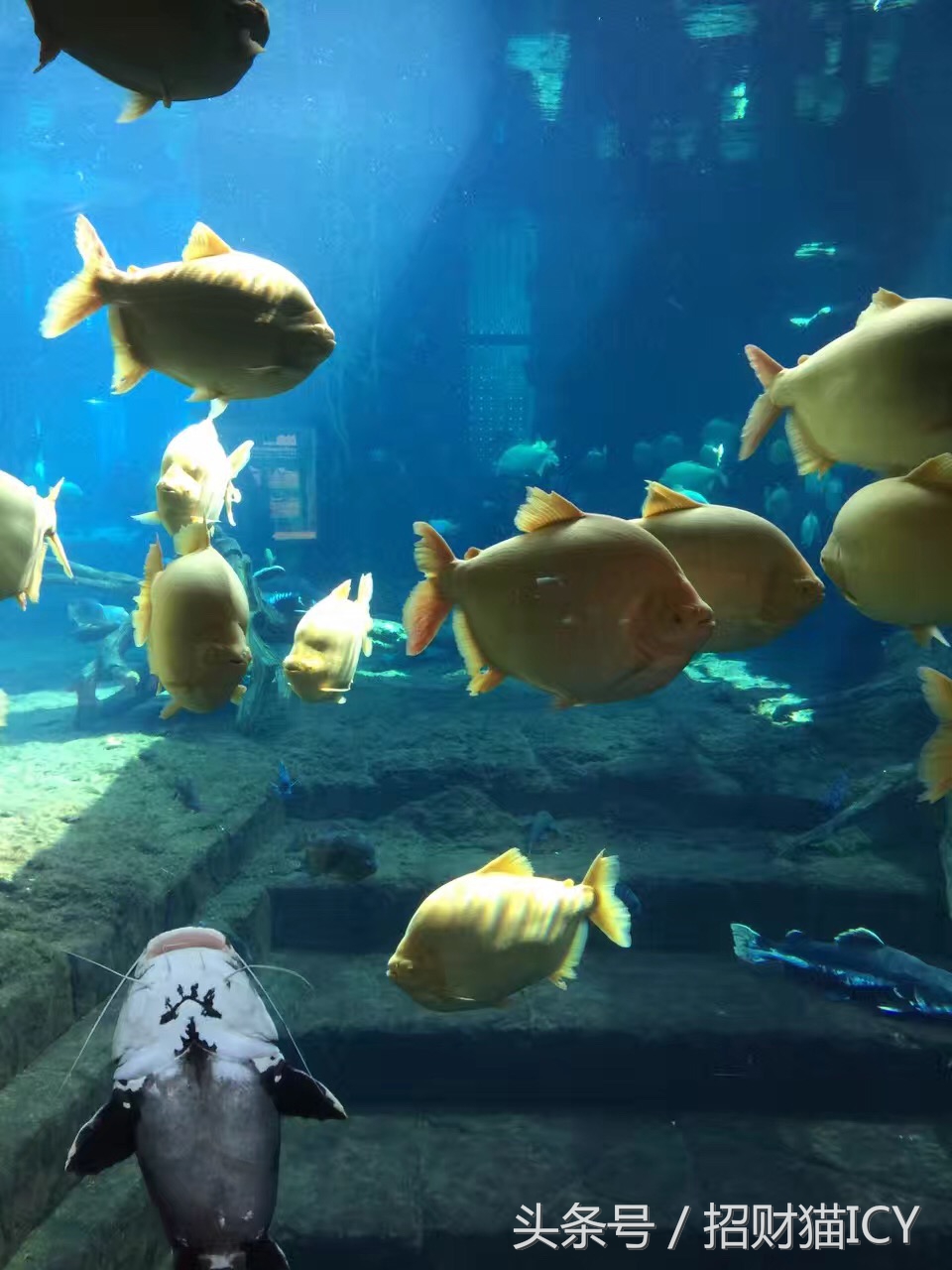 珠海长隆奇幻之旅,广州珠海长隆两天一夜攻略