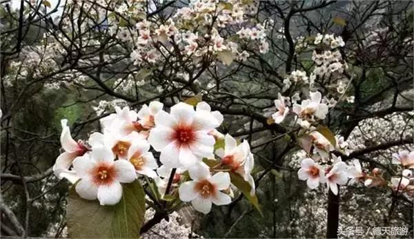 油桐花节完整视频,油桐花旅游节
