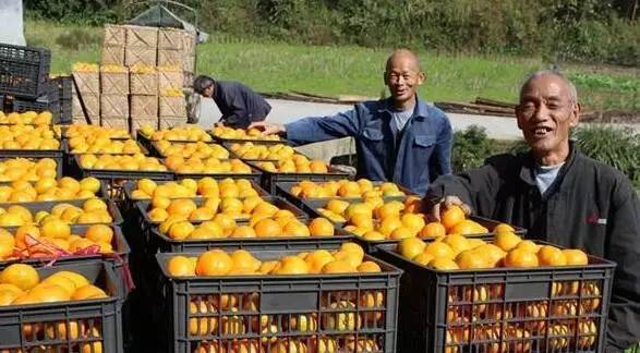 最新全国柑橘种植分布图,最新全国柑橘种植分布