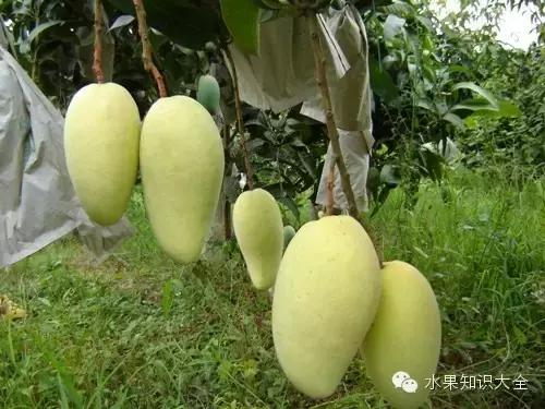 芒果大全100种,芒果这么多你最爱吃的是哪一种