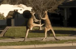 成年袋鼠打架时哪个部位支撑身体,袋鼠和袋鼠为什么喜欢打架