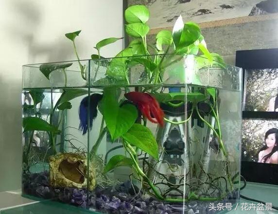 适合跟鱼养在一起的花,适合跟鱼一起养的小盆植物