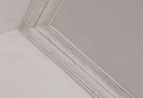 屋顶石膏线发霉,老房子棚顶长霉点怎么办