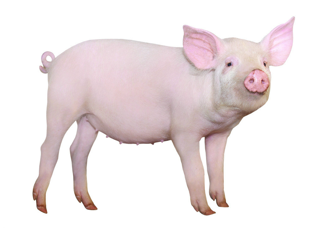 养殖技术:治疗病猪,可以用这四种针灸疗法