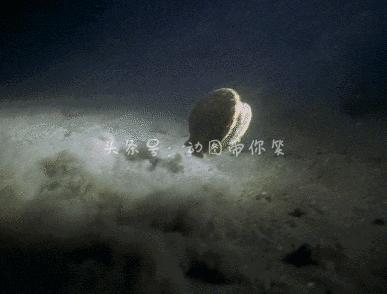 海鲜皮皮虾最好吃,皮皮虾那些坑爹的瞬间