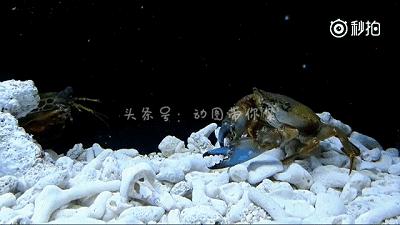 海鲜皮皮虾最好吃,皮皮虾那些坑爹的瞬间