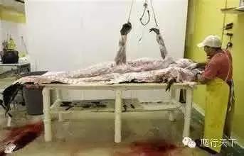 奥里诺科鳄有多漂亮,奥里诺科鳄最大多大