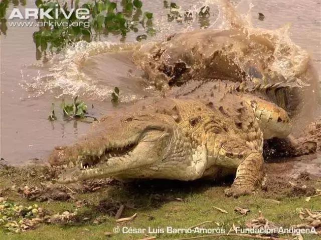 奥里诺科鳄有多漂亮,奥里诺科鳄最大多大