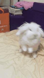 邂逅愚人节!别被兔兔蠢萌的外表所迷惑!