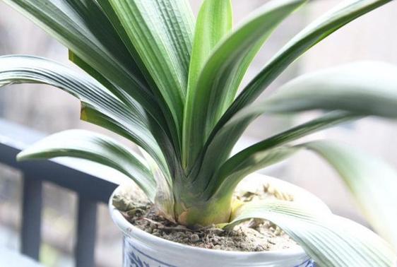 怎样让换盆君子兰快速服盆,给君子兰换盆要注意些什么