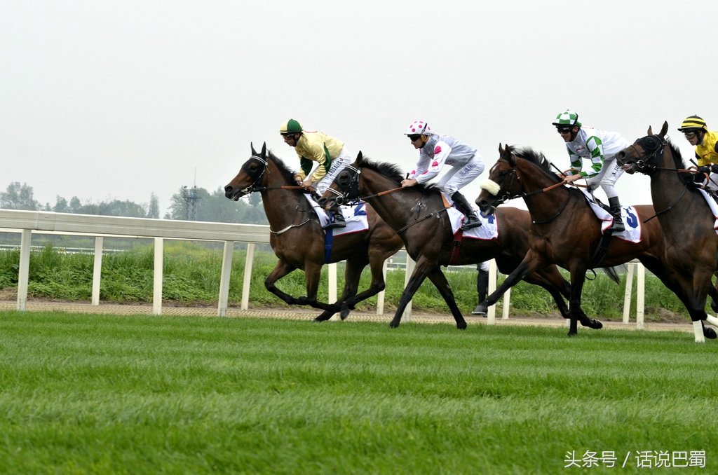成都迪拜国际杯赛马今日举行中国骑师王文勋首战告捷