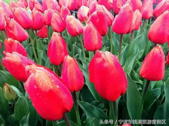 花博园红你是苹果红,我是最正中国红!