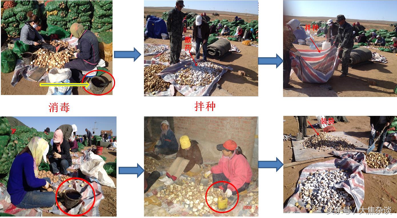 马铃薯黑茎病和黑胫病的治疗时间,大焦子讲植保