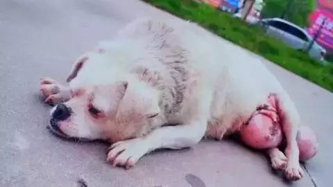 狗狗长了一大颗肉球,狗狗长了个小肿瘤