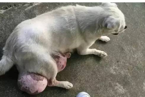 狗狗长了一大颗肉球,狗狗长了个小肿瘤