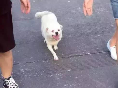 狗狗长了一大颗肉球,狗狗长了个小肿瘤