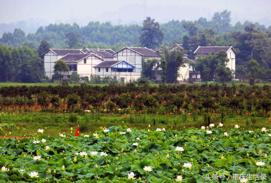 重庆地区贫富,重庆贫富排行榜