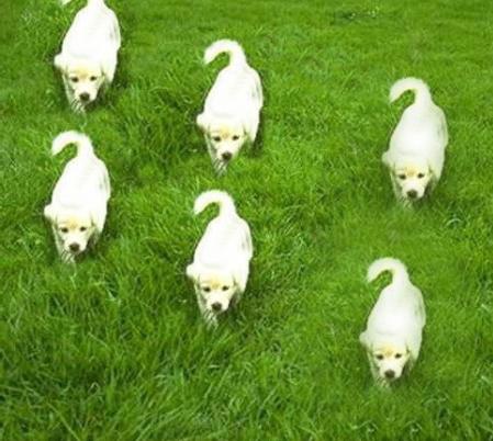 ps仿制图章如何载入图片,ps怎么用仿制图章做对称的图片